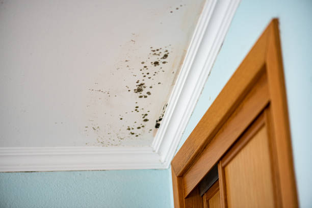 Best Preventive Mold Services in Coushatta, LA