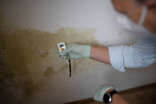 Best Black Mold Remediation in Coushatta, LA