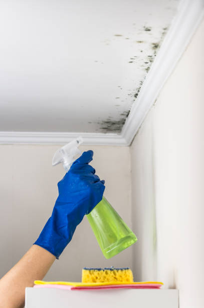 Best Residential Mold Remediation in Coushatta, LA